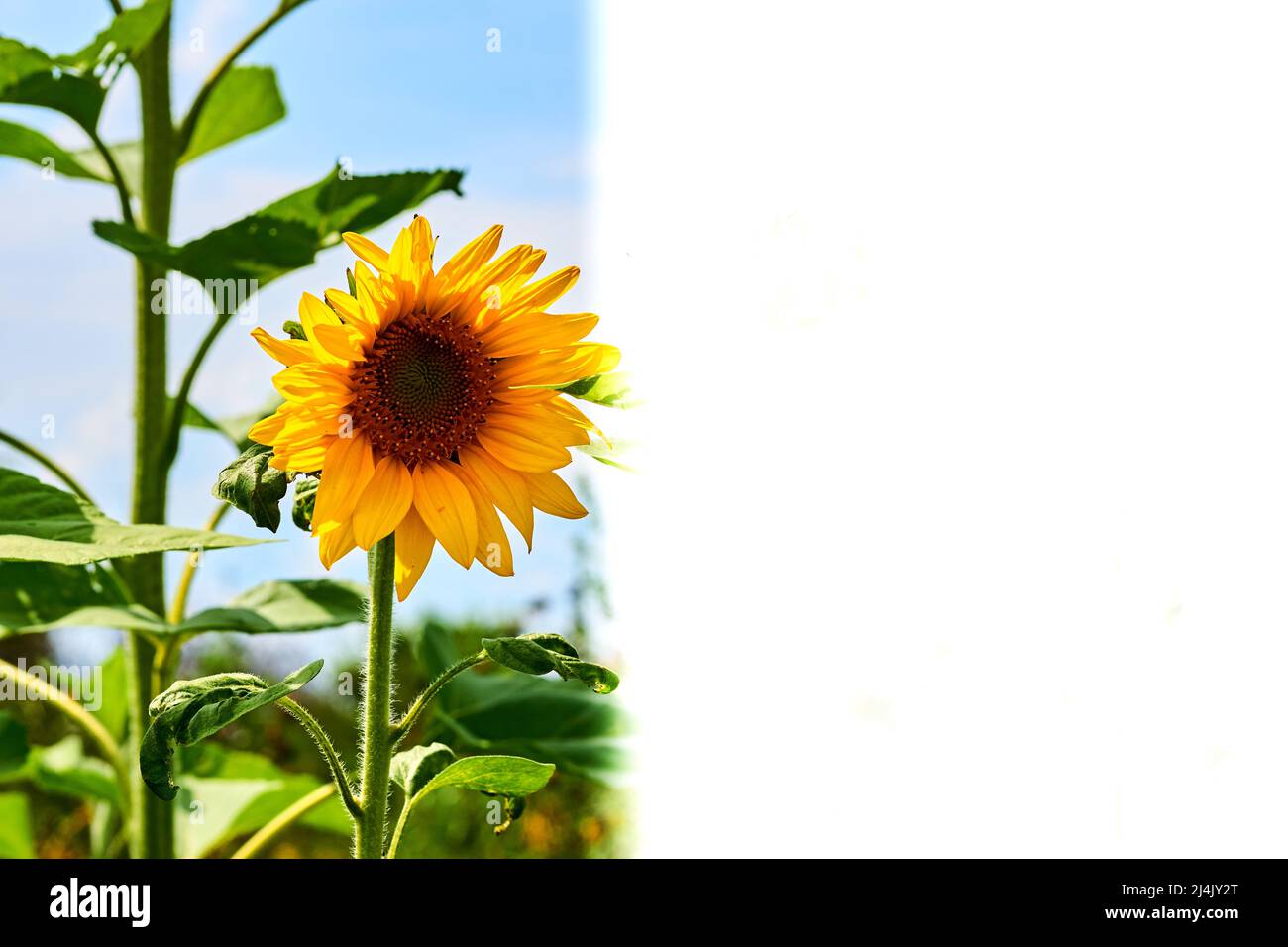 Aceite de semilla de girasol extendido fotografías e imágenes de alta  resolución - Alamy