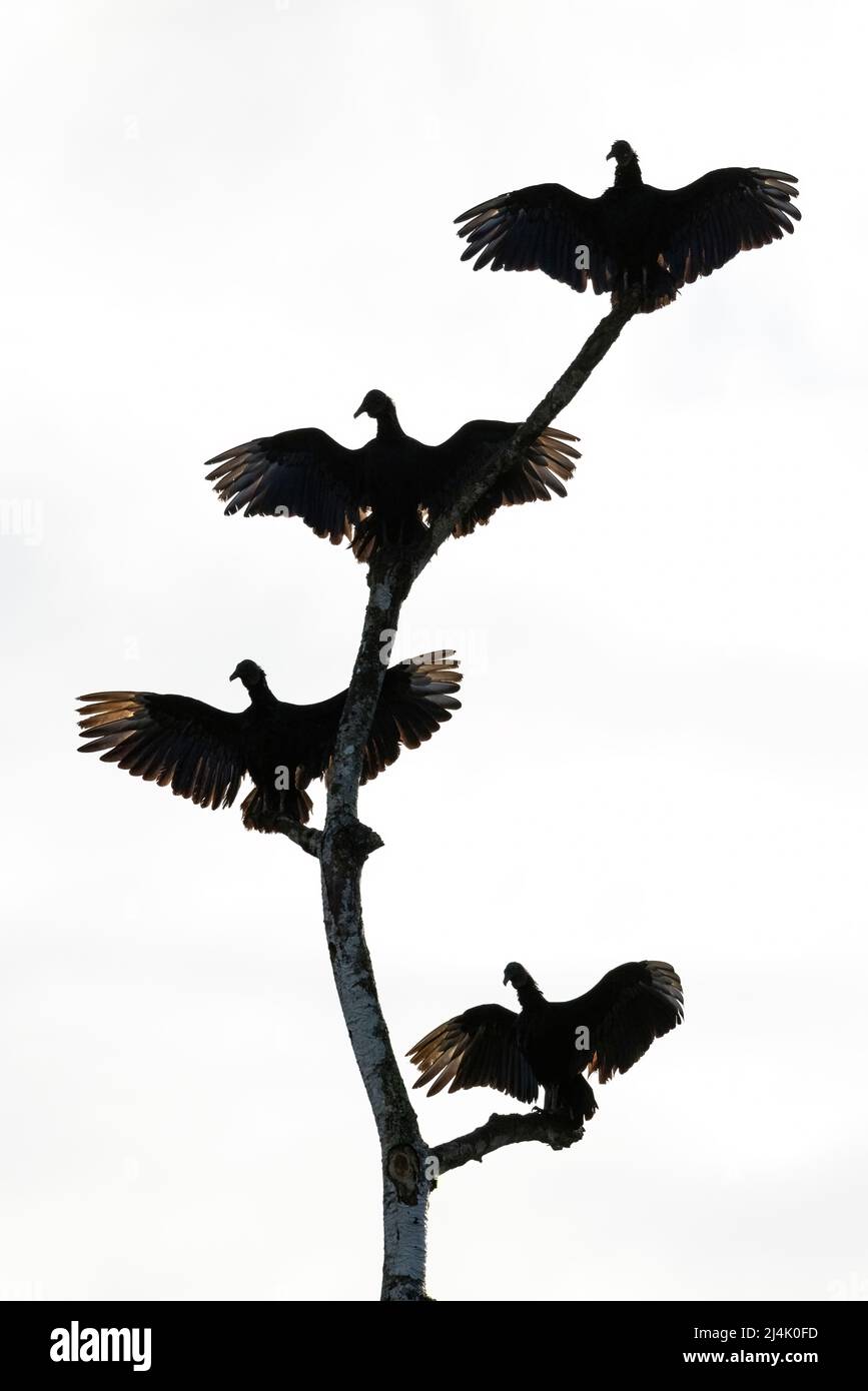 Buitres negros (Coragyps atratus) siluetas con alas extendidas - La Laguna del Lagarto Eco-Lodge, Boca Tapada, Costa Rica Foto de stock