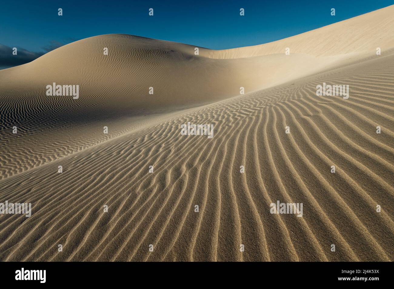 Las dunas de arena de Eucla son un arte de la naturaleza en constante cambio. Foto de stock