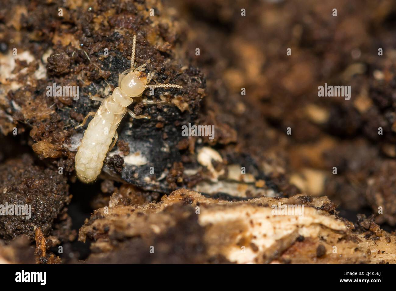 Termite Nímp Subterraneo Oriental - Reticulitermes flavipes Foto de stock