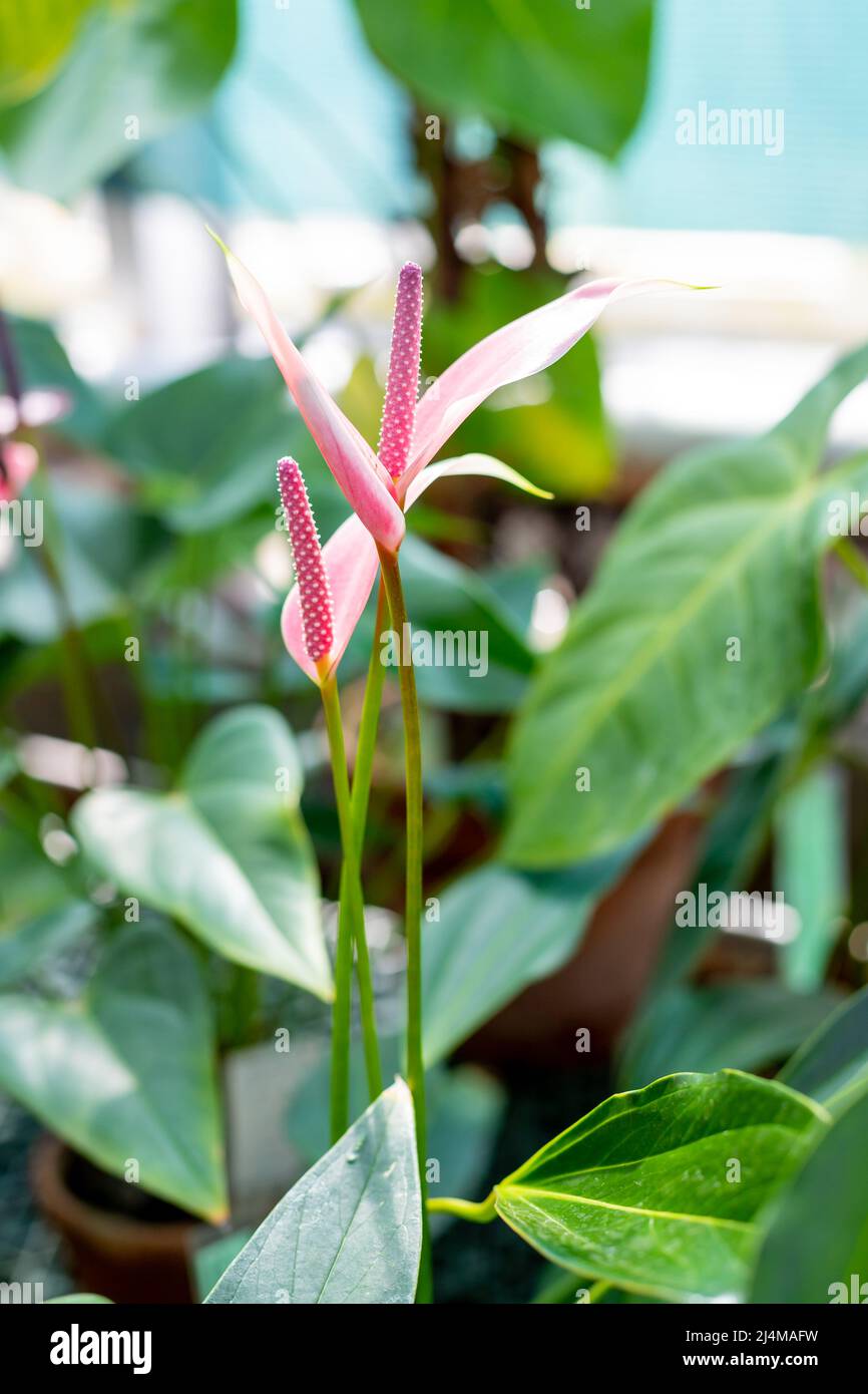 flor roja en forma de corazón, primer plano en la planta de flores de anturio, exótica flor de flamencos Fotografía de stock - Alamy flor roja en forma de corazón, primer plano en la planta de flores de anturio, exótica flor de flamencos Fotografía de stock - Alamy