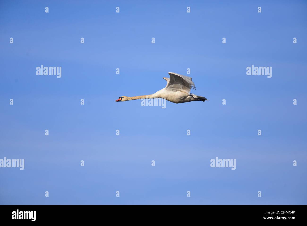 Cisne volando Foto de stock