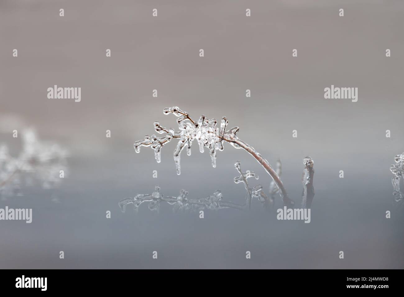 las ramas de los árboles sacan de la niebla mientras una helada en invierno enmarca la rama en una capa transparente de hielo Foto de stock