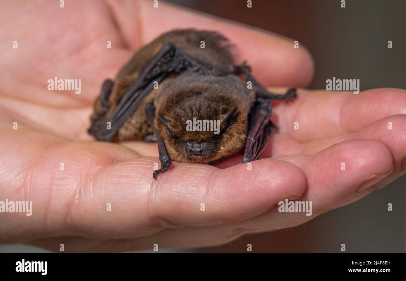 Primer plano de un par de bates de pipistrello comunes (Pipistrellus pipistrellus) de tamaño escalado por una mano humana Foto de stock