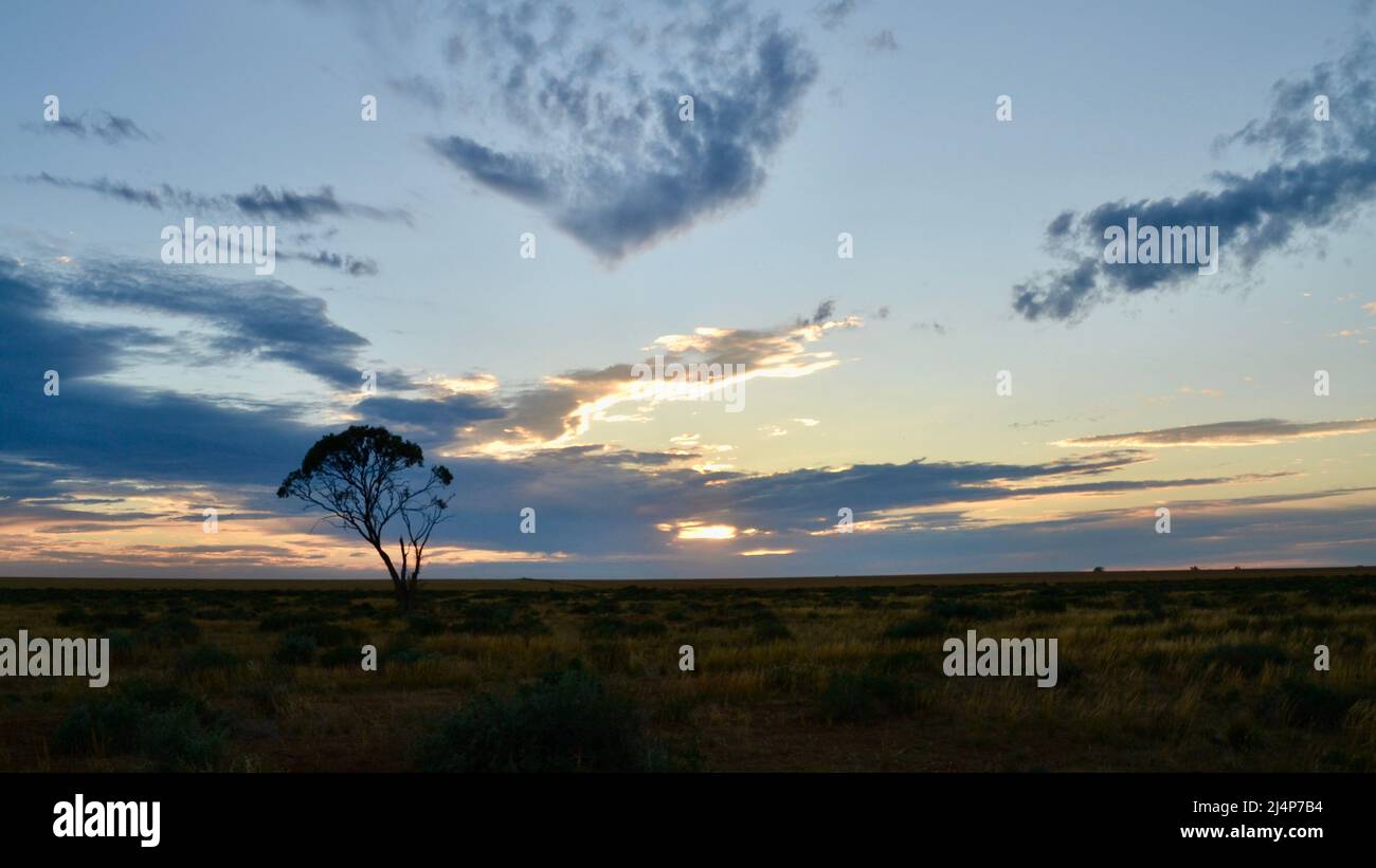 Un solo árbol en silueta contra un gran cielo colorido por la mañana en el Outback australiano Foto de stock