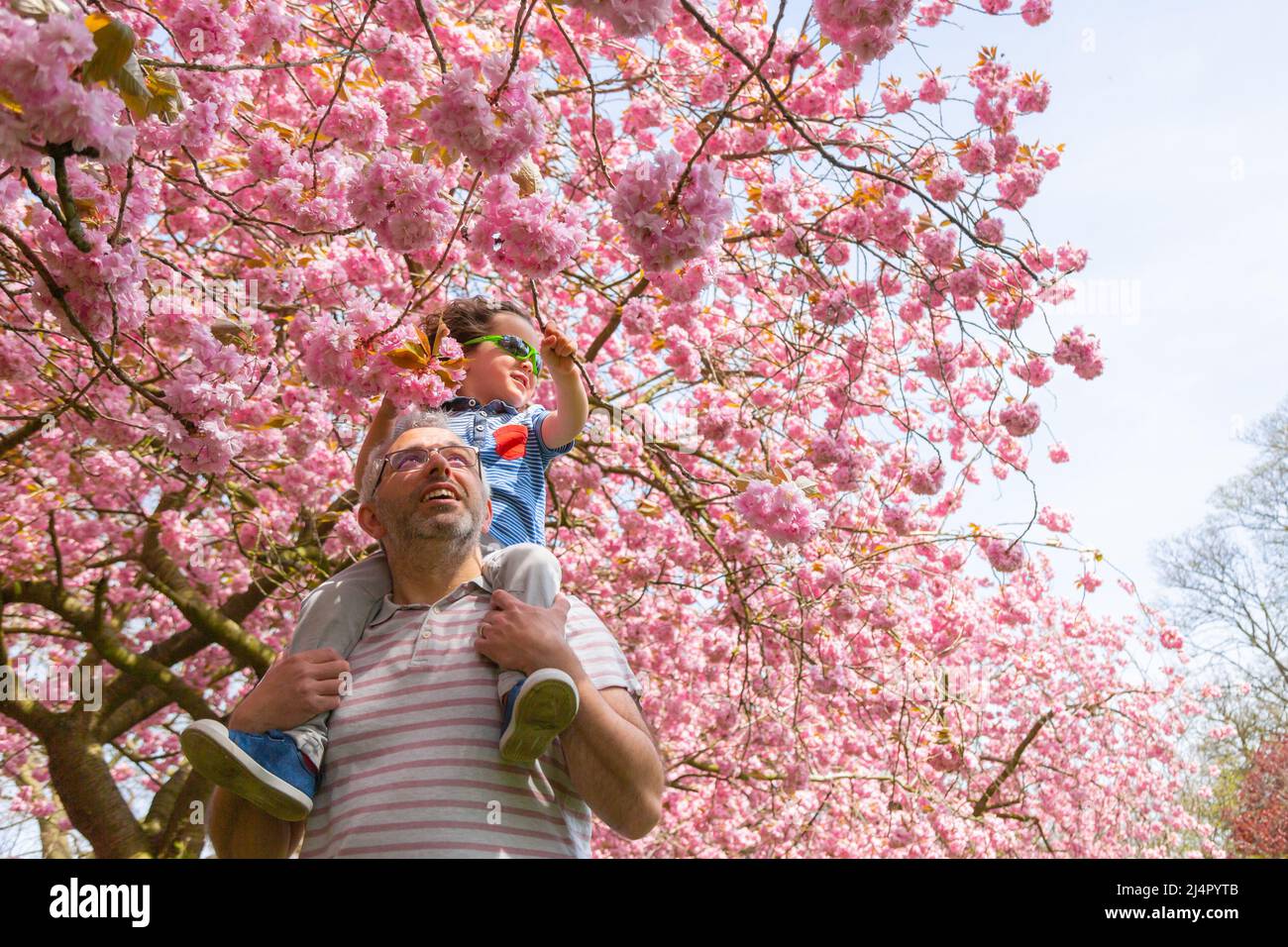 Birmingham, Reino Unido. 17th de Abr de 2022. Isaac Stanford, de tres años, se sienta sobre los hombros del padre Simon para acercarse a la flor del árbol rosa en su parque local en Birmingham, Reino Unido. Crédito: Peter Lodeman/Alamy Live News Foto de stock