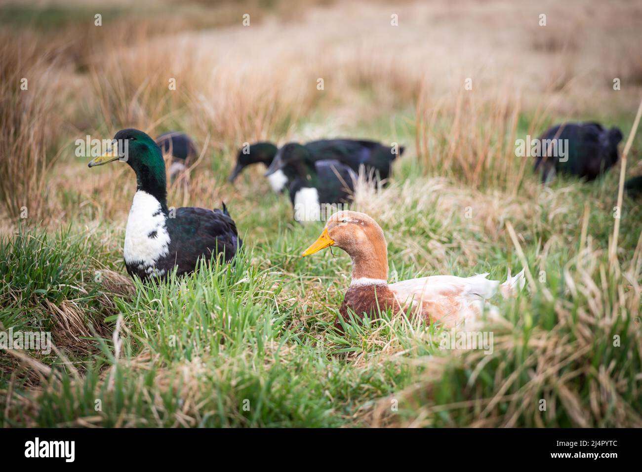Grupo de patos de la gama libre (patos de Pommeranian y pato de Sajonia) Foto de stock