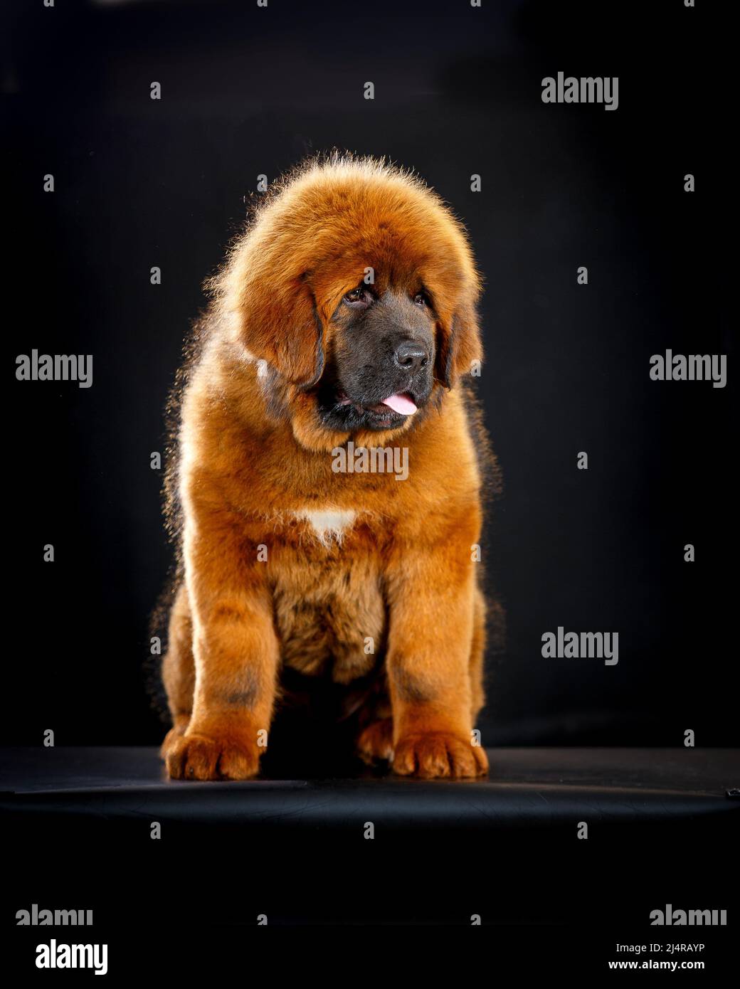 Lindo cachorro tibetano de mastiff sobre fondo negro Fotografía de stock -  Alamy