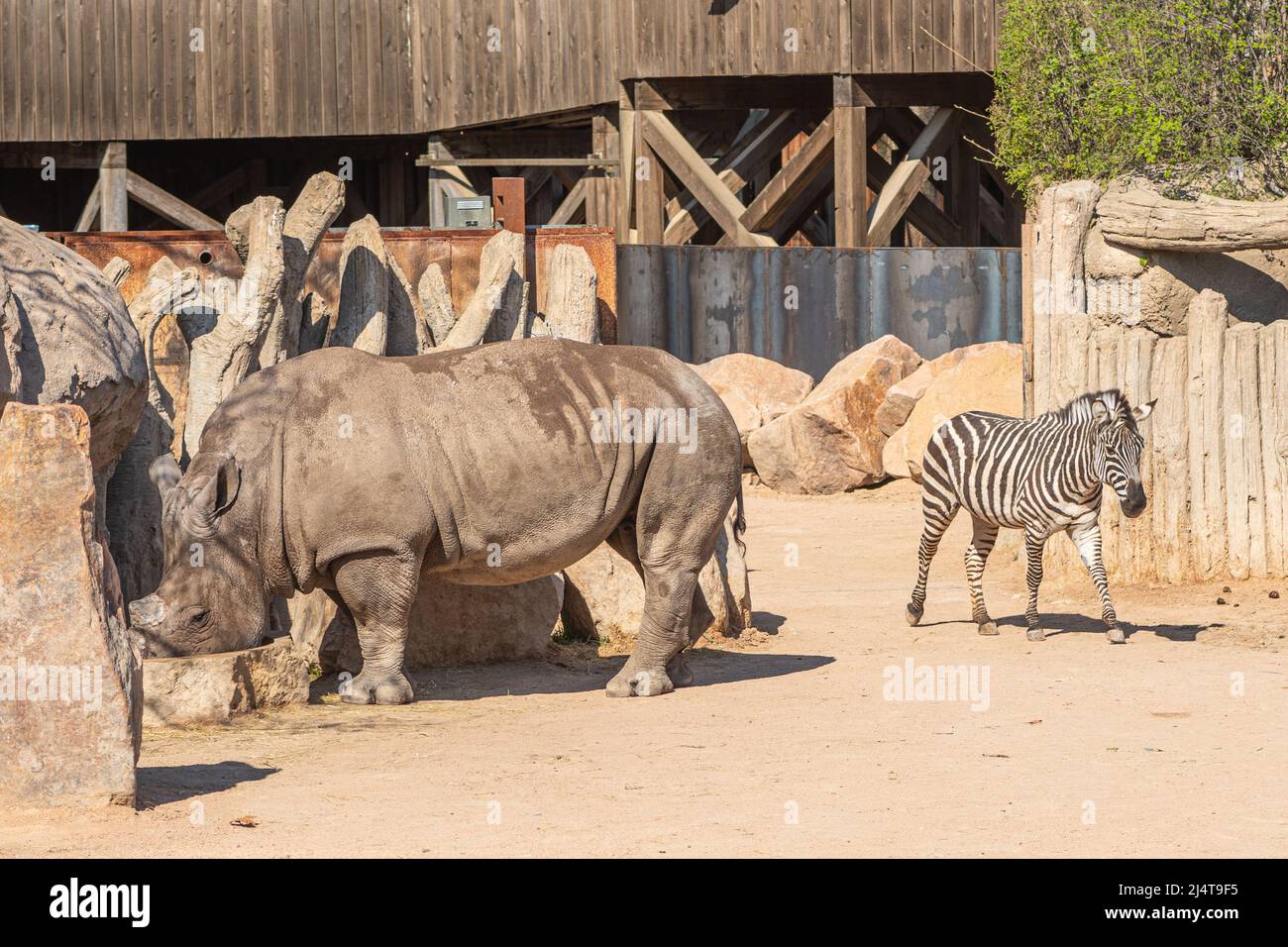 Hermosas llanuras cebra o cebras, hippotigris, equinos africanos con distintivos negros y blancos capas rayadas y macho de rinoceronte gris Foto de stock
