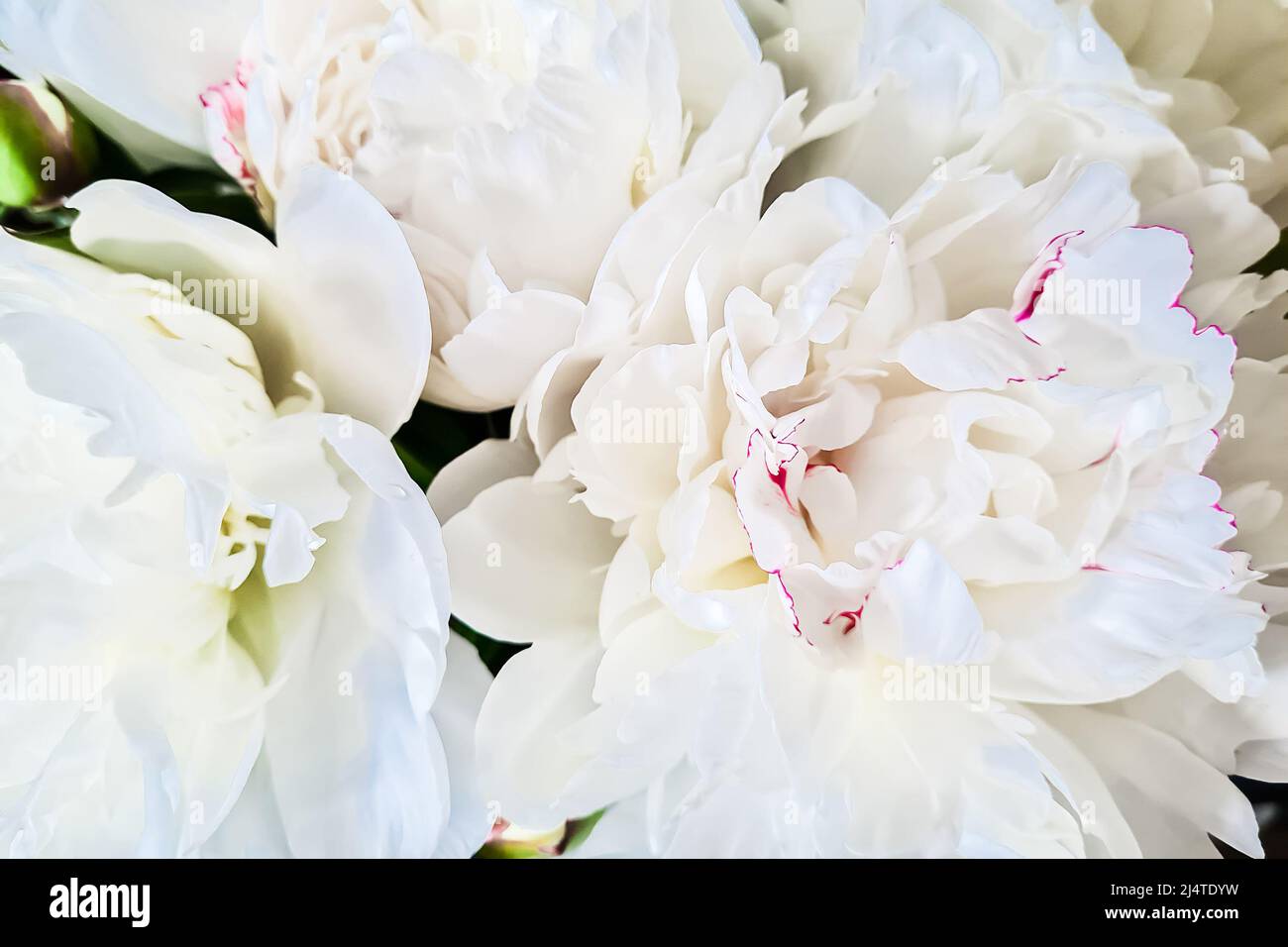 Flor blanca de peonías de cerca. Delicados pétalos de flores frágiles. Símbolo de pureza y ternura. Fondo natural. Foto de stock