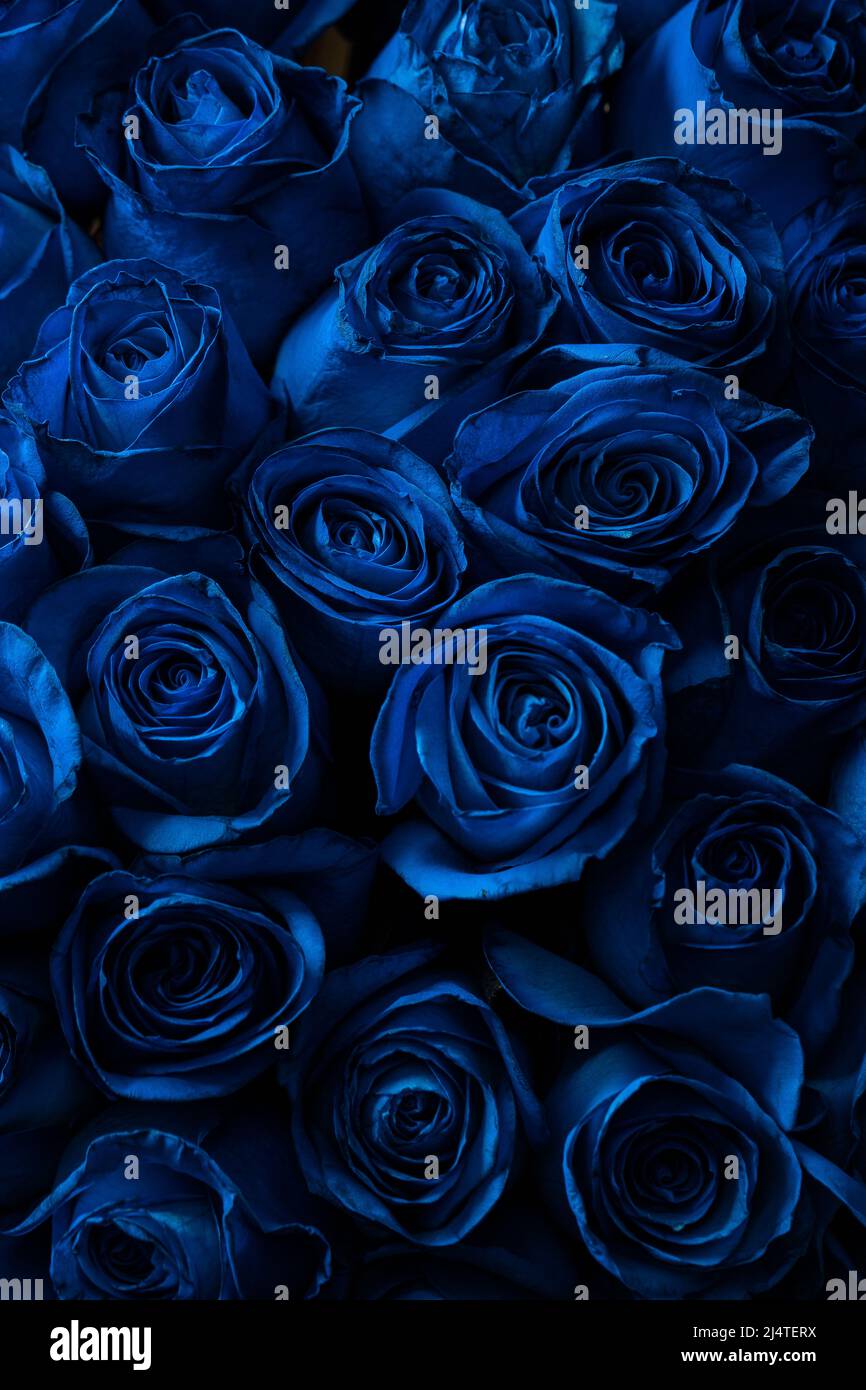 Ramo de hermosas rosas azules. Color de tendencia azul clásico. . Día de  San Valentín. Enfoque selectivo. Fondo de pantalla de rosas Fotografía de  stock - Alamy