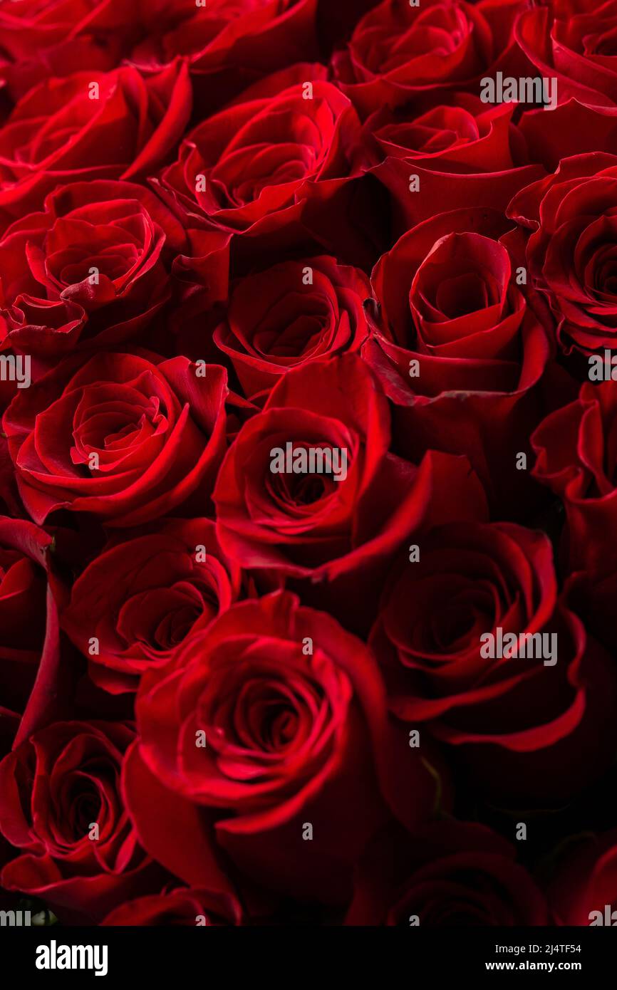 Ramo de hermosas rosas rojas. Color de tendencia rojo clásico. . Día de San  Valentín. Enfoque selectivo. Fondo de pantalla de rosas. Antecedentes  Fotografía de stock - Alamy