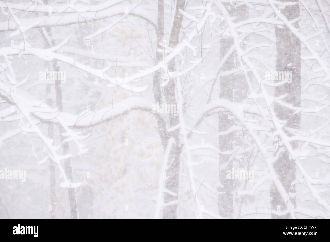 Nevado de nueva caída durante una tormenta de nieve en Vermont, Nueva Inglaterra, EE.UU. Foto de stock