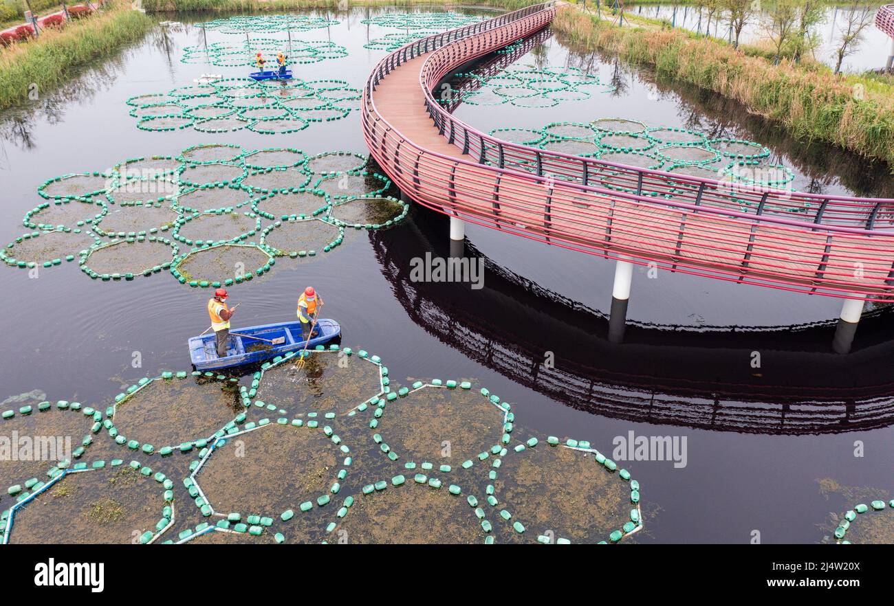 HAIAN, CHINA - 18 DE ABRIL de 2022 - Los trabajadores sanitarios protegen  las plantas acuáticas en una isla ecológica flotante en la zona de  amortiguación de seguridad ecológica de Yingtai, en