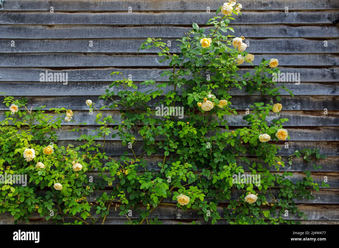 Rosa amarilla subiendo por una valla de madera a finales del verano. Foto de stock