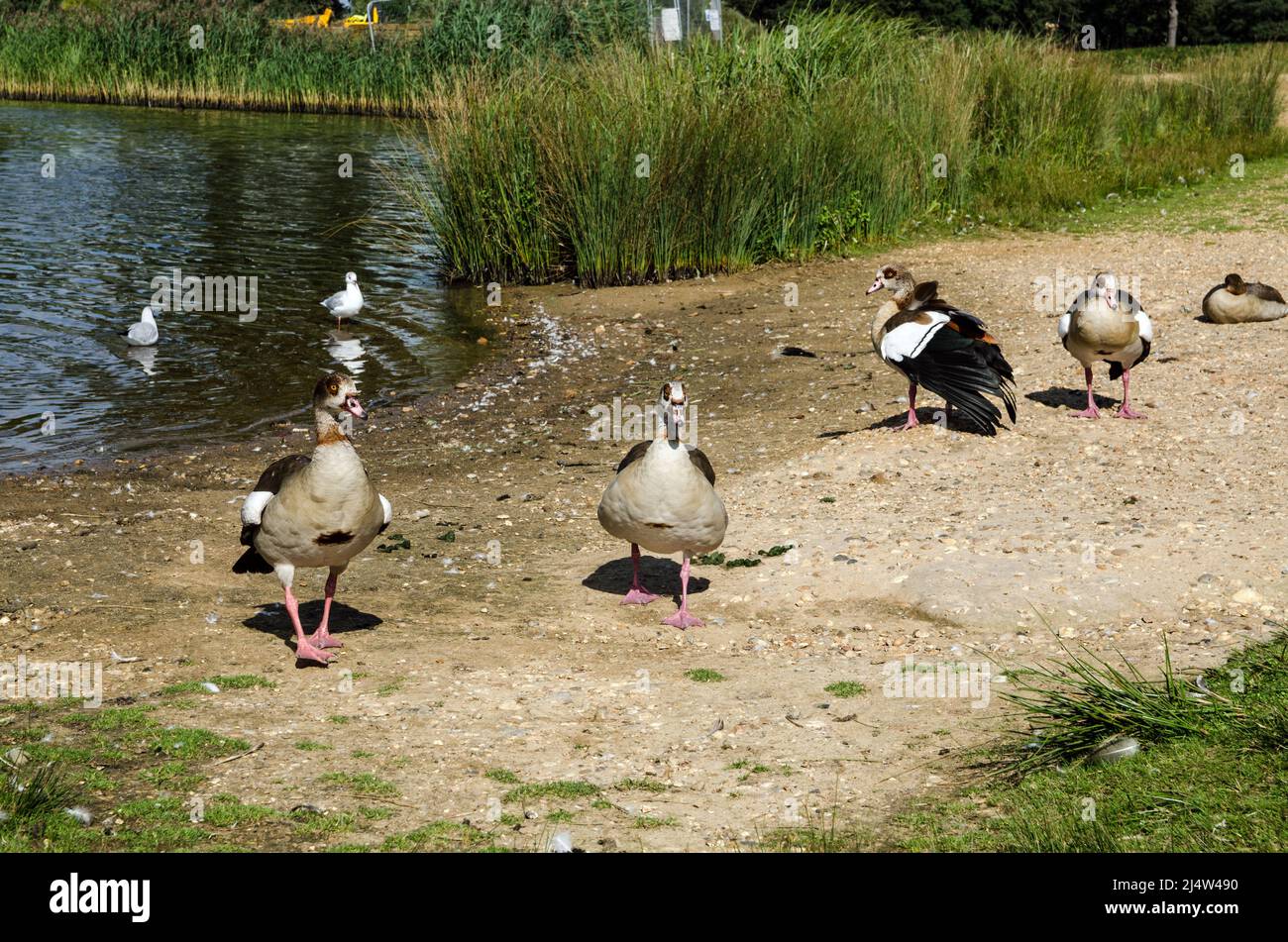 Un grupo de gansos egipcios de pie en el borde de un estanque a finales de verano. Foto de stock