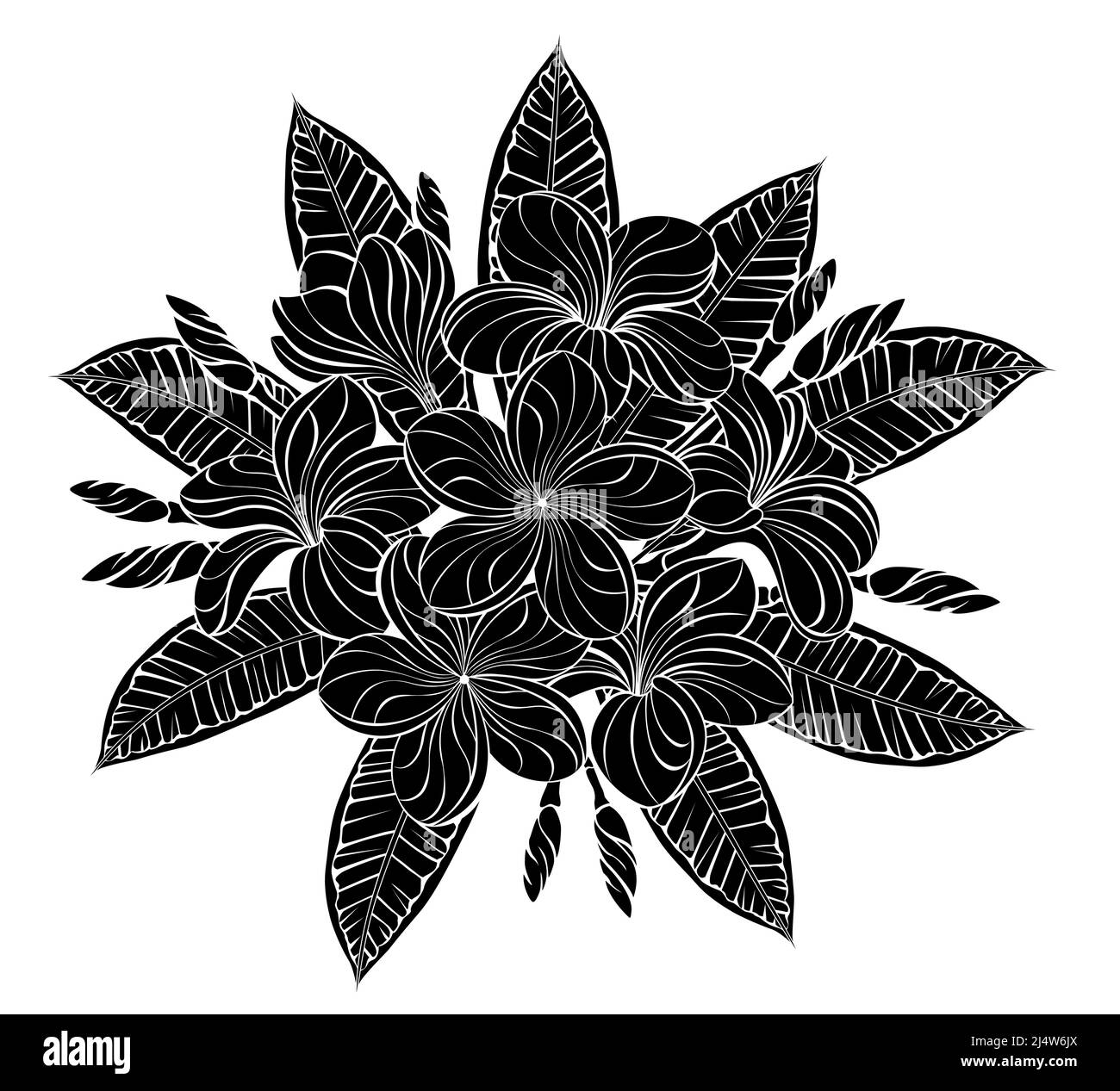 Inflorescencia de floración, artísticamente dibujada, silueta, plumeria detallada sobre fondo blanco. Gráficos de galería de símbolos. Ilustración del Vector