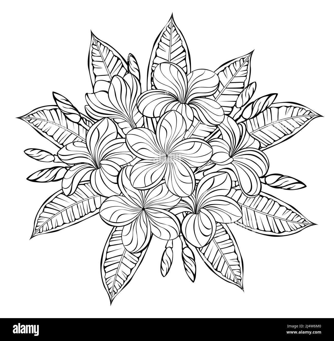 Inflorescencia de floración, artísticamente dibujada, contorneada, plumeria detallada sobre fondo blanco. Libro para colorear. Ilustración del Vector