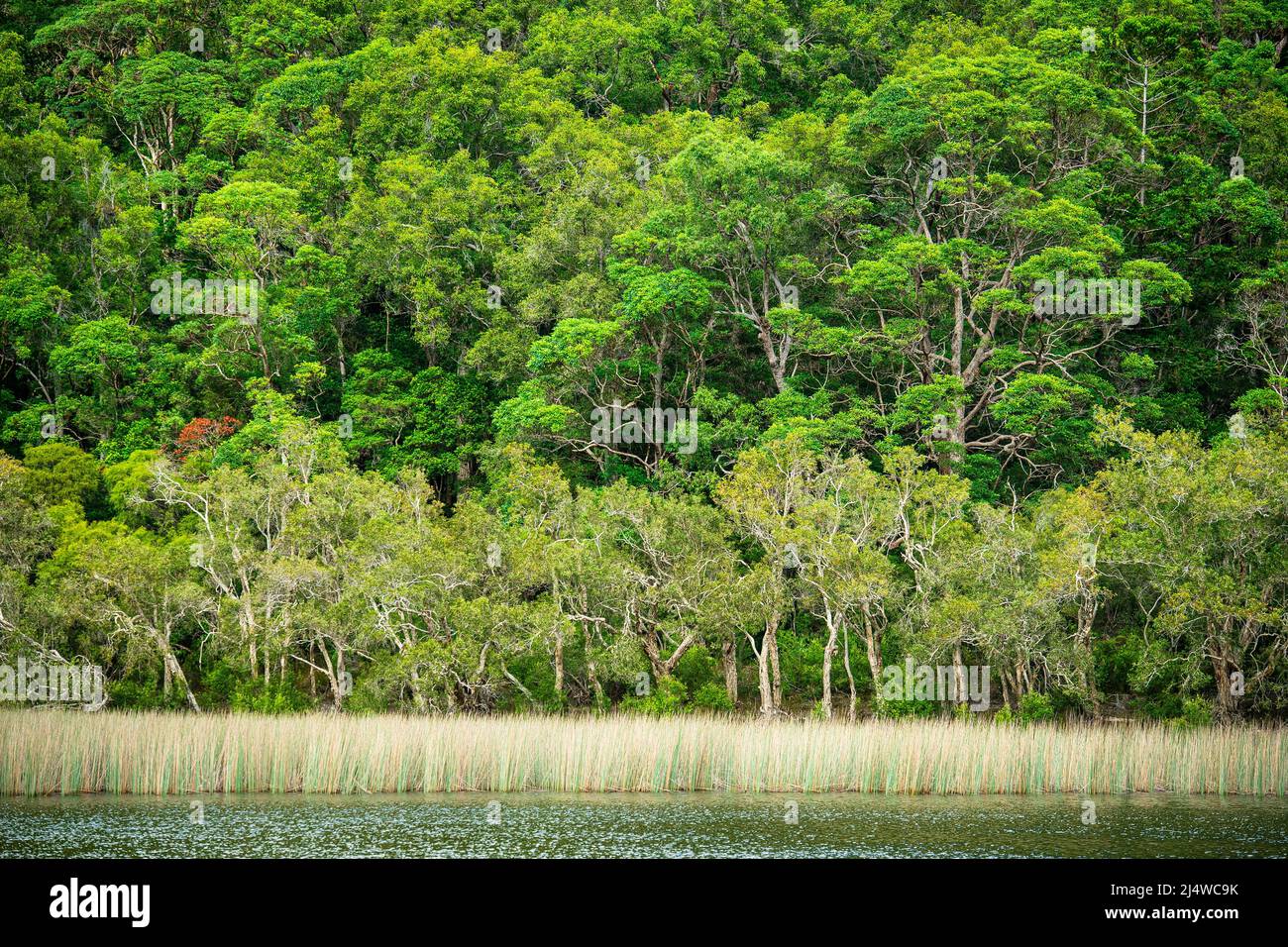 El lago Allom es un tesoro de turistas, escondido en un bosque de árboles Melaleuca (de corteza de papel) y pinos Hoop (Araucaria cunninghamii). Isla Fraser, Queensland. Foto de stock