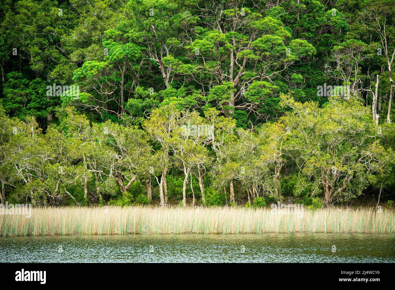 El lago Allom es un tesoro de turistas, escondido en un bosque de árboles Melaleuca (de corteza de papel), pinos Hoop (Araucaria cunninghamii) y setos. Isla Fraser Foto de stock