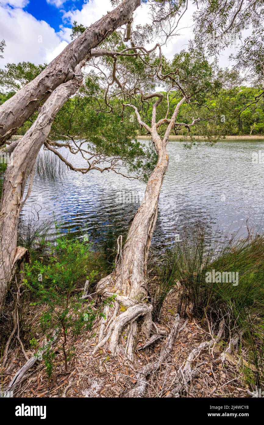 Los árboles de Melaleuca (corteza de papel) sobresalen del agua en el Lago Allom, uno de los lagos más exclusivos de la Isla Fraser. Queensland, Australia. Foto de stock
