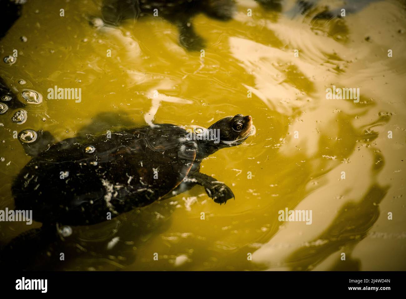 La tortuga de río de Krefft, Emydura macquarii krefftii, en el lago Allom en la isla Fraser. Queensland, Australia. Foto de stock