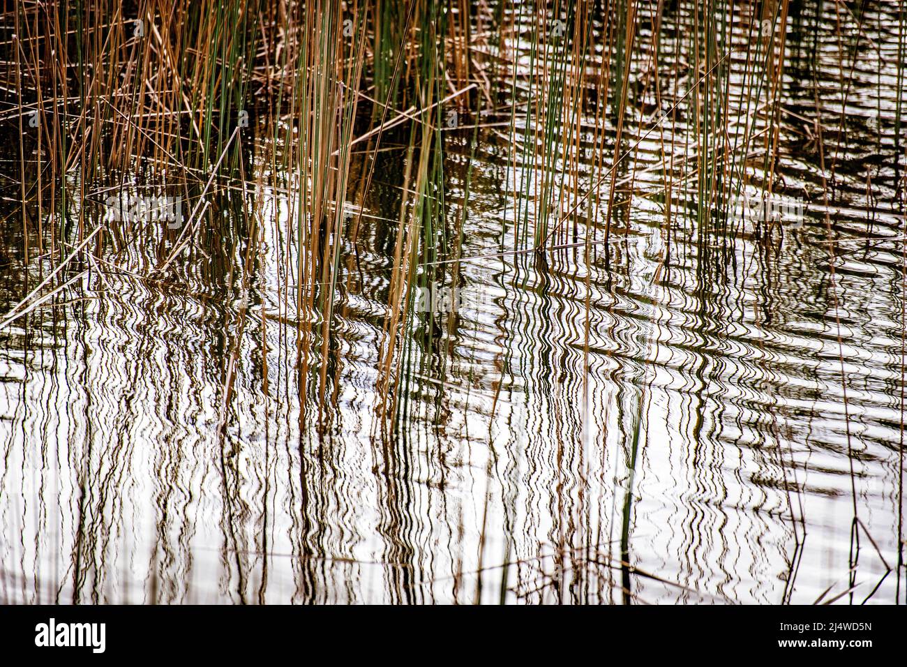 La laguna se adornaba en el Lago Allom, Isla Fraser, Queensland, Australia Foto de stock