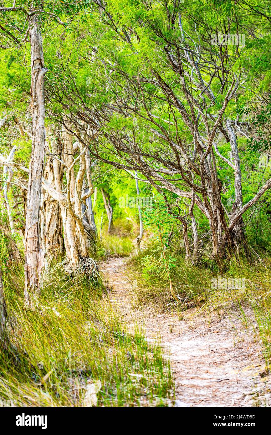 El sendero alrededor del lago Allom, escondido en un bosque de árboles Melaleuca (de corteza de papel) y pinos Hoop (Araucaria cunninghamii) y setos. Foto de stock