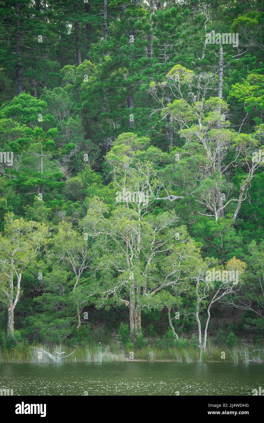 El lago Allom es un tesoro de turistas, escondido en un bosque de árboles Melaleuca (de corteza de papel), pinos Hoop (Araucaria cunninghamii) y setos. Foto de stock