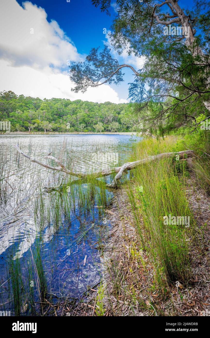 El lago Allom es un tesoro para los turistas, escondido en un bosque de árboles Melaleuca (corteza de papel), pinos Hoop y setos. Fraser Island, Queensland, Australia. Foto de stock