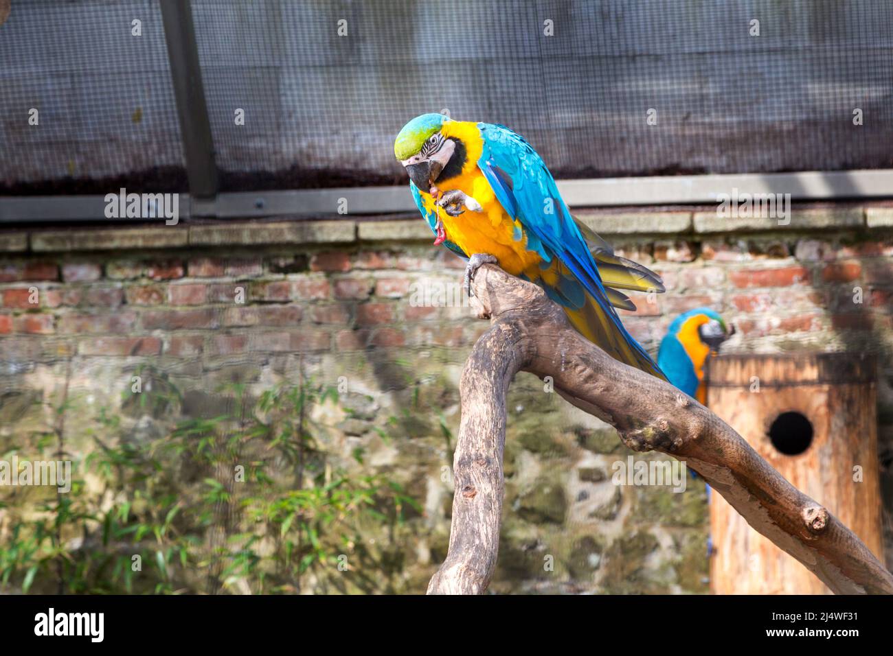 Guacamayo azul y amarillo sentado en una rama en la jaula del zoológico, Ara ararauna, pájaro exótico Foto de stock