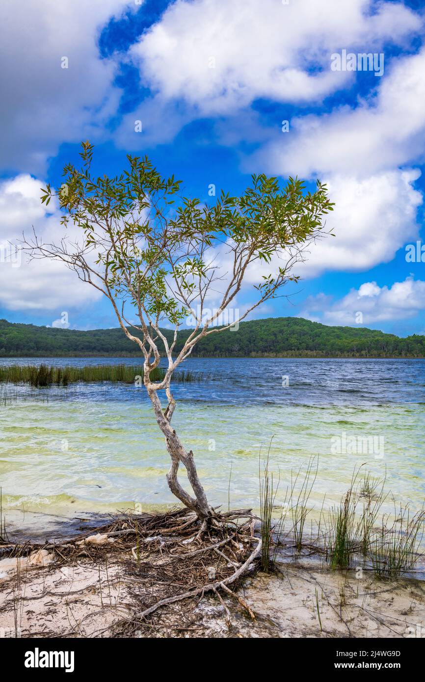 Árboles de corteza de papel (Melaleuca quinquenervia) en la orilla del impresionante lago Birabee en Fraser Island, Queensland, Australia. Foto de stock