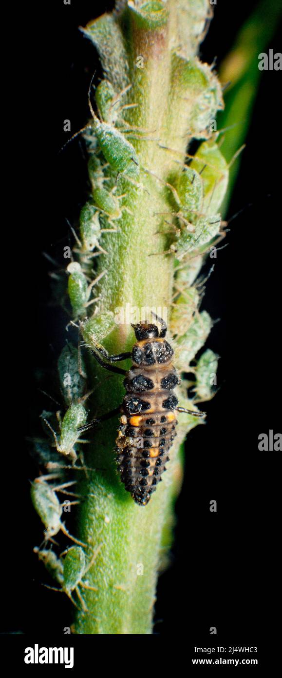 Larva de mariquita alimentándose de áfidos (mosca verde) Foto de stock