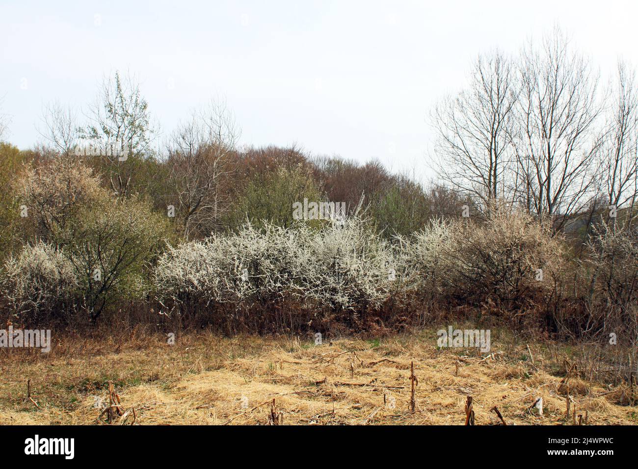 Floreciendo bosques y campos de primavera en el campo cerca de Zagreb, Croacia Foto de stock