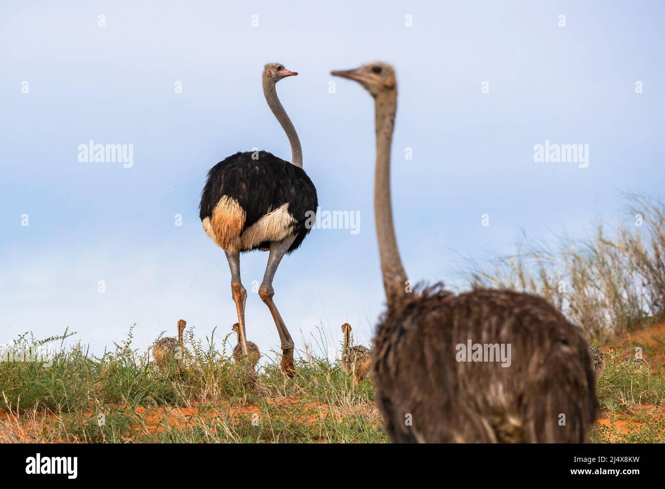 Avestruces (Struthio camelus), parque transfronterizo de Kgalagadi, Sudáfrica, enero de 2022 Foto de stock