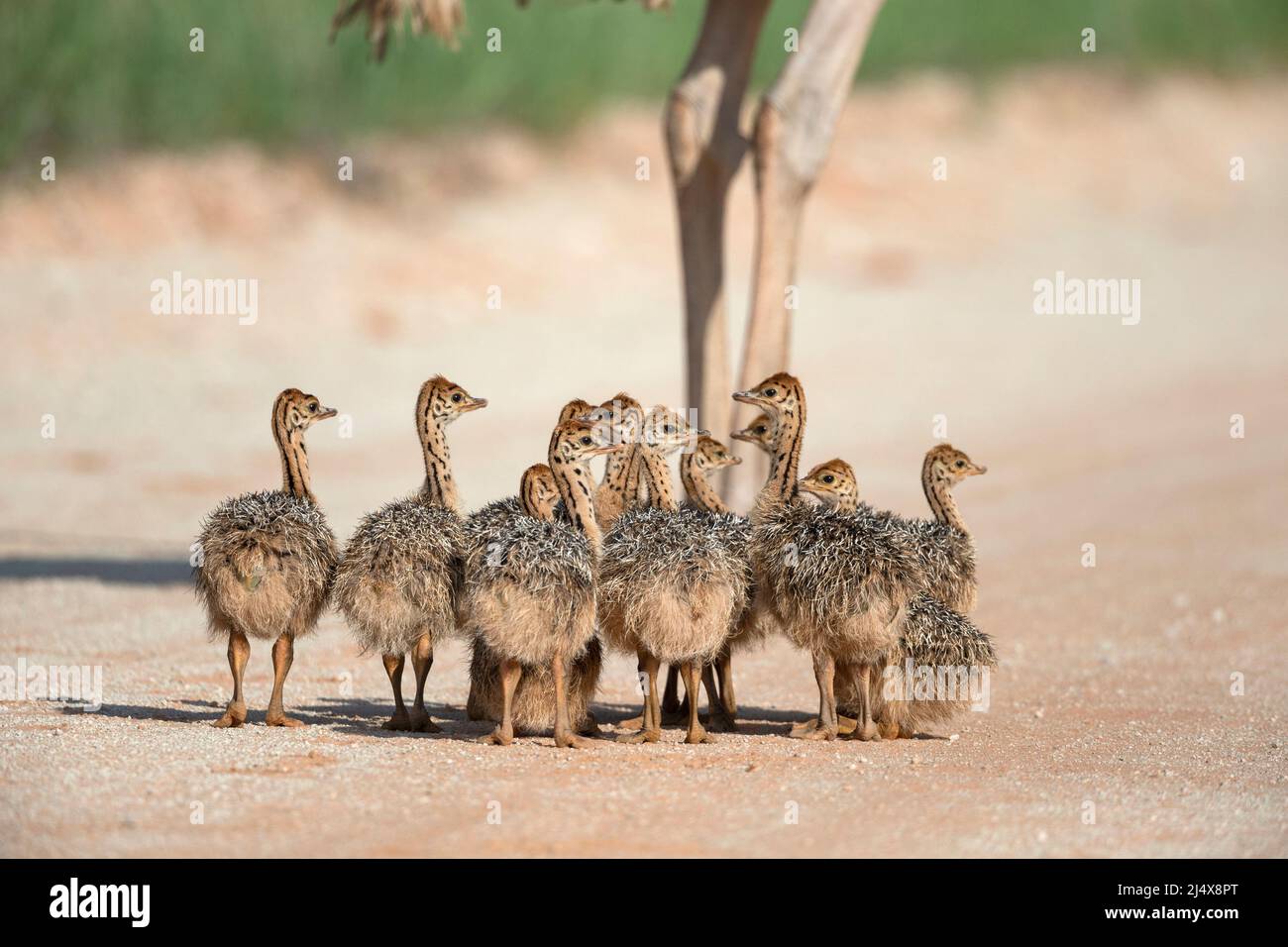 Polluelos de avestruz (Struthio camelus), parque transfronterizo de Kgalagadi, Sudáfrica, enero de 2022 Foto de stock