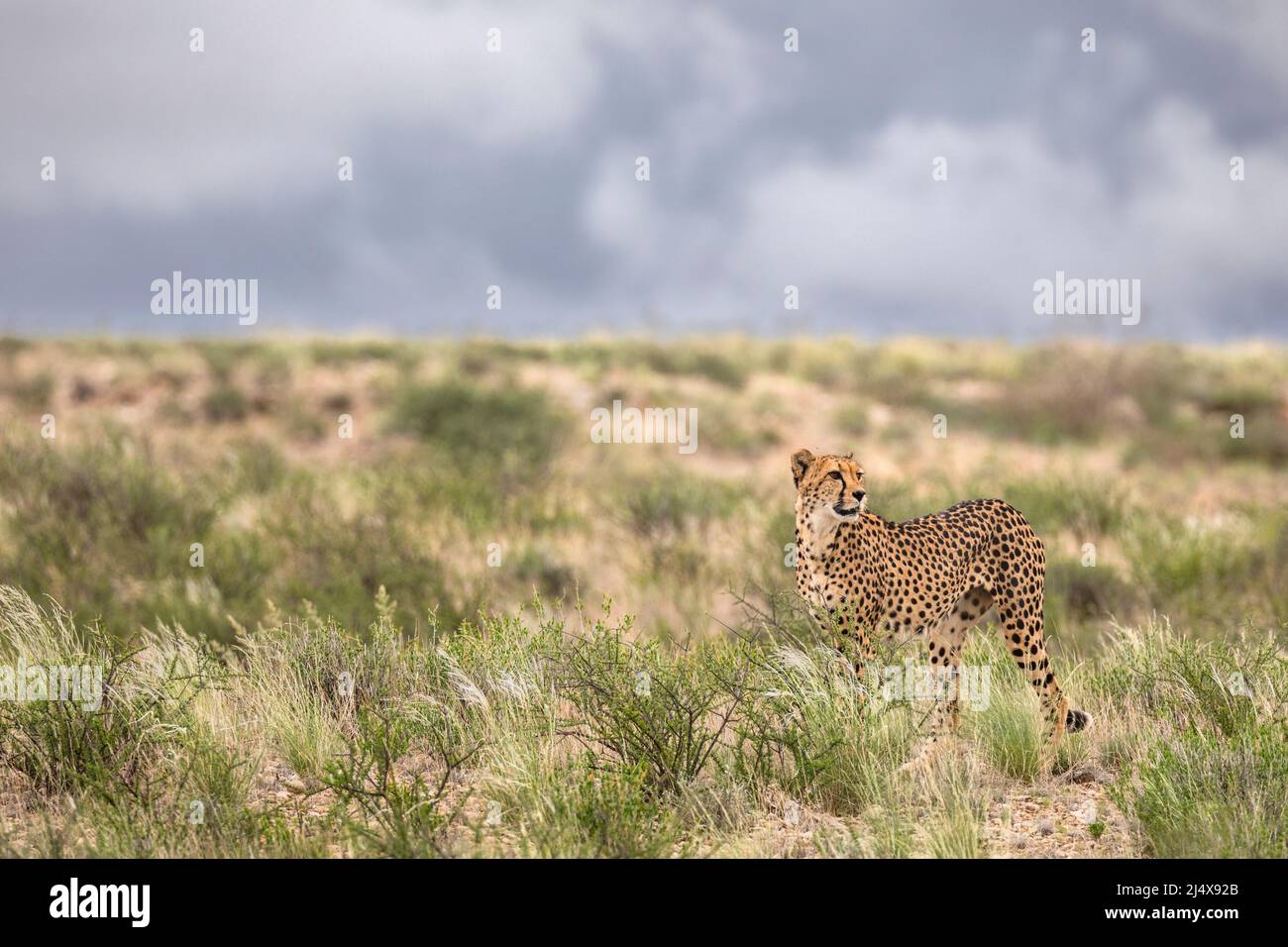 Cheetah (Acinonyx jubatus) hembra, parque transfronterizo Kgalagadi, Cabo Norte, Sudáfrica, febrero de 2022 Foto de stock