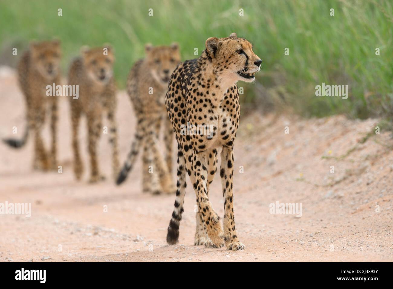 Cheetah (Acinonyx jubatus) madre con joven, parque transfronterizo Kgalagadi, Cabo Norte, Sudáfrica, febrero de 2022 Foto de stock