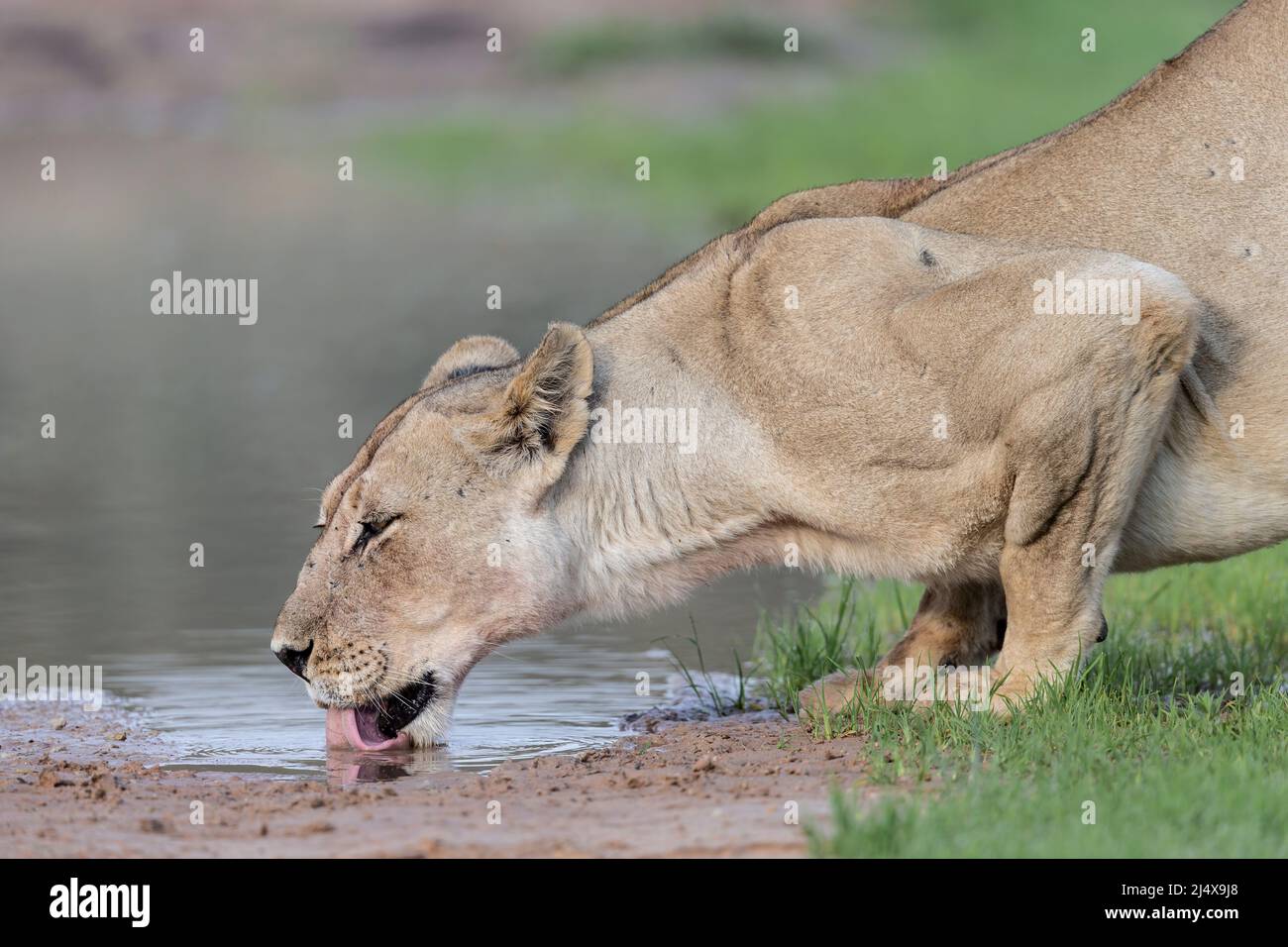 Lioness (Panthera leo) bebiendo, Kgalagadi parque transfronterizo, Cabo Norte, Sudáfrica Foto de stock