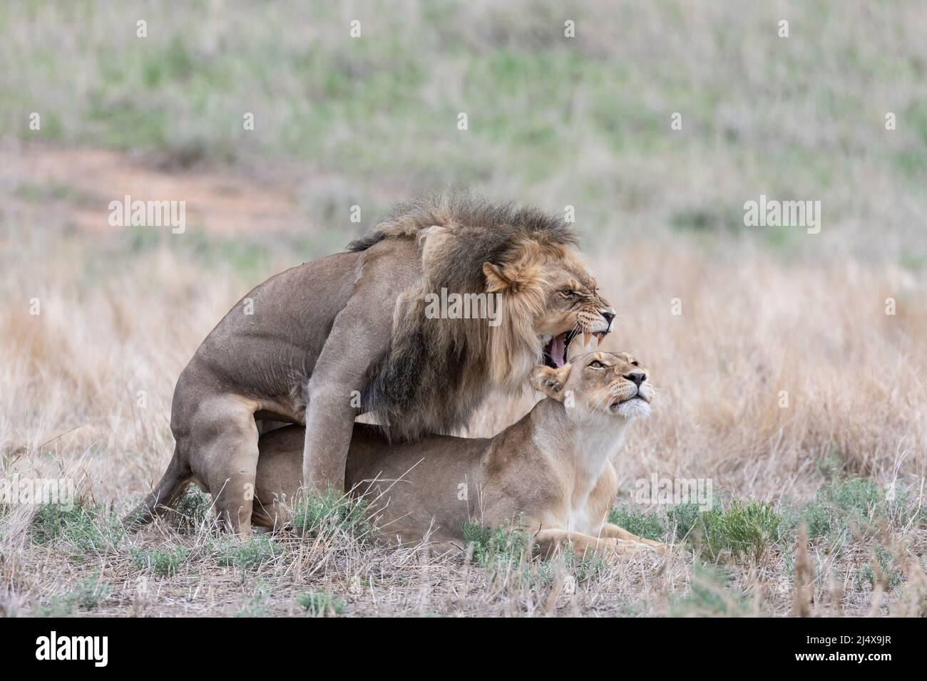 Apareamiento de Leones (Panthera leo), parque transfronterizo de Kgalagadi, Cabo Norte, Sudáfrica Foto de stock