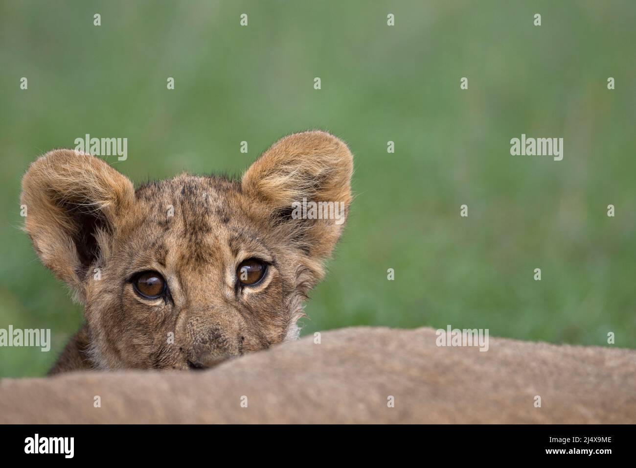 Cachorro de león (Panthera leo), parque transfronterizo de Kgalagadi, Cabo Norte, Sudáfrica Foto de stock
