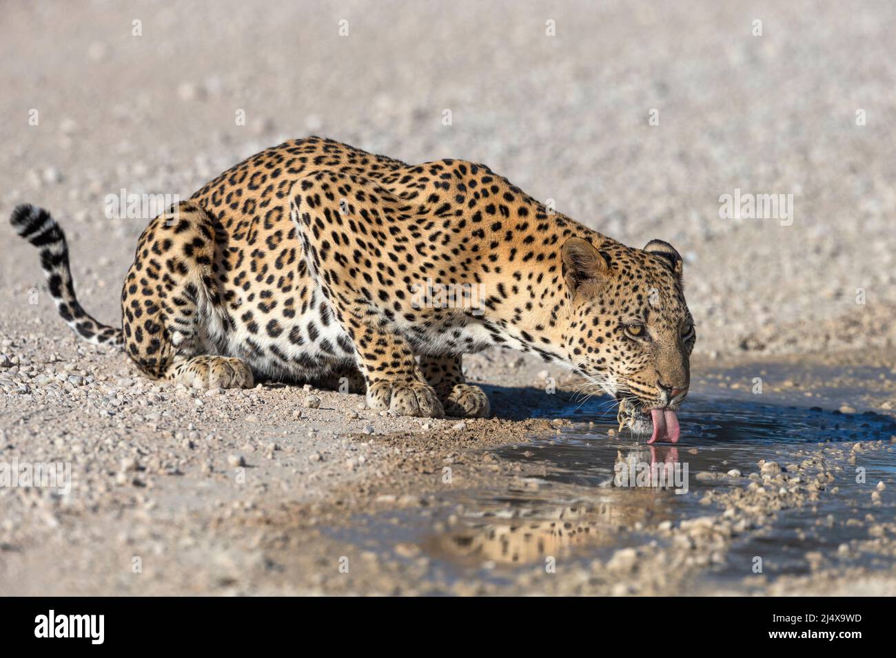 Leopardo masculino (Panthera pardus) bebiendo de charco después de la lluvia, Parque Transfronterizo Kgalagadi, Sudáfrica, enero de 2022 Foto de stock