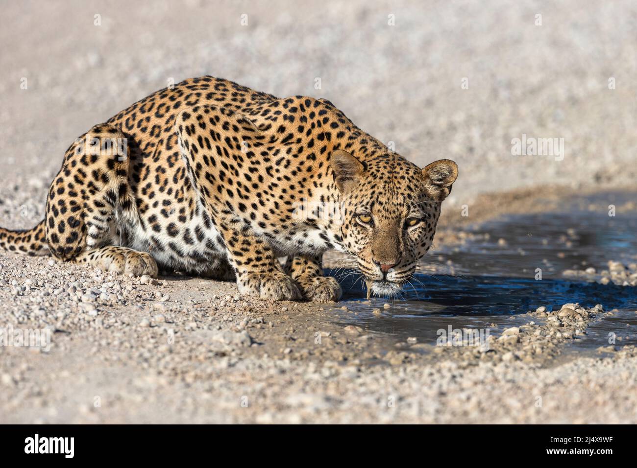 Leopardo masculino (Panthera pardus) bebiendo de charco después de la lluvia, Parque Transfronterizo Kgalagadi, Sudáfrica, enero de 2022 Foto de stock