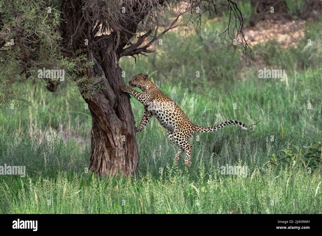 Pardo hembra (Panthera pardus) trepando árbol, Kgalagadi Transfronterizo Park, Sudáfrica, enero de 2022 Foto de stock