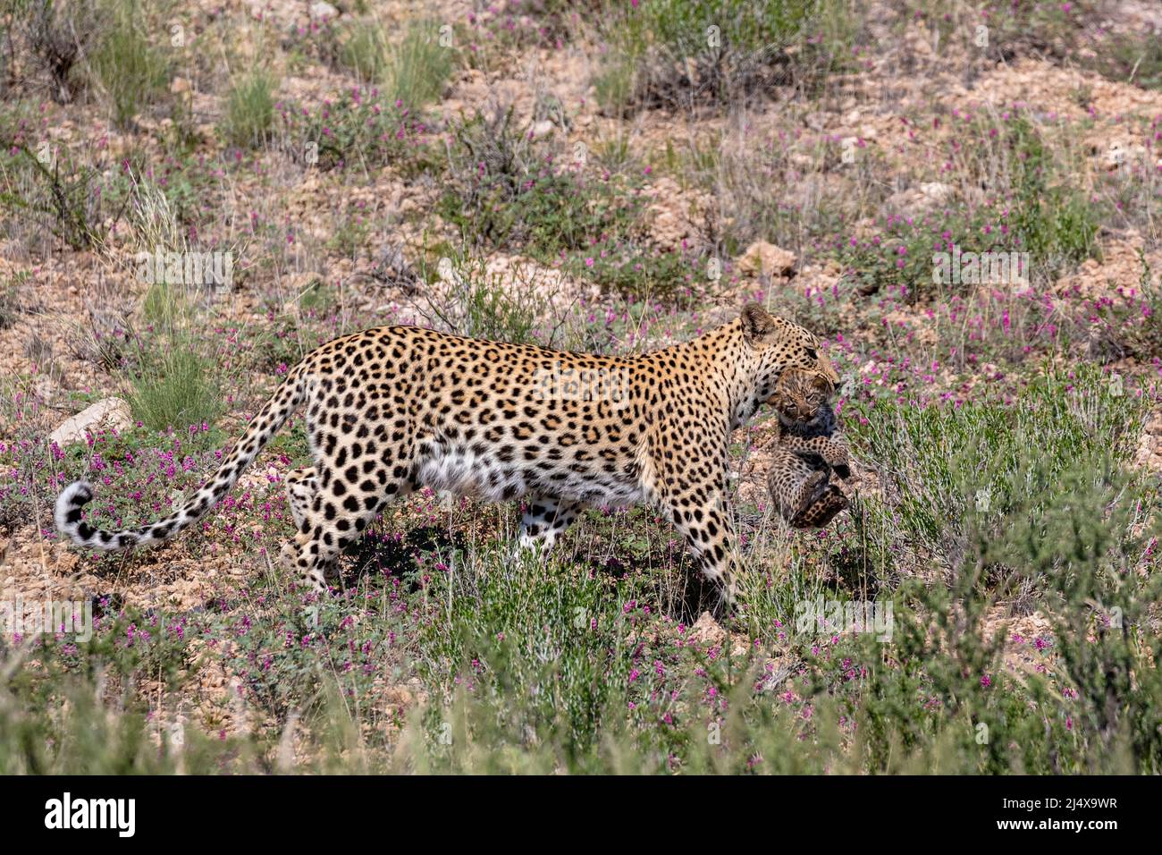 Mujer leopardo (Panthera pardus) que lleva el cachorro a la nueva den, Parque transfronterizo de Kgalagadi, Sudáfrica, febrero de 2022 Foto de stock