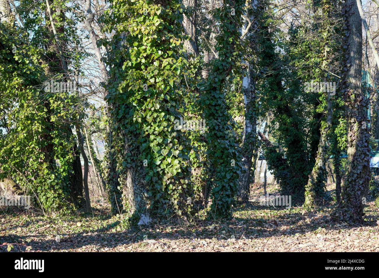 Árboles viejos en la isla Lido en Piestany, Eslovaquia Foto de stock