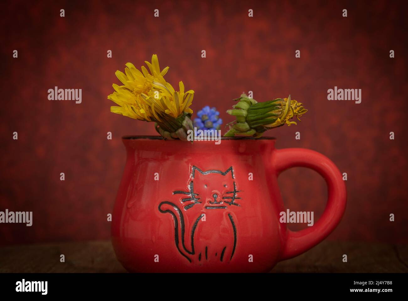 Flores de espícula azul y diente de león florecen con fondo de color rojo  vintage en taza de gato Fotografía de stock - Alamy