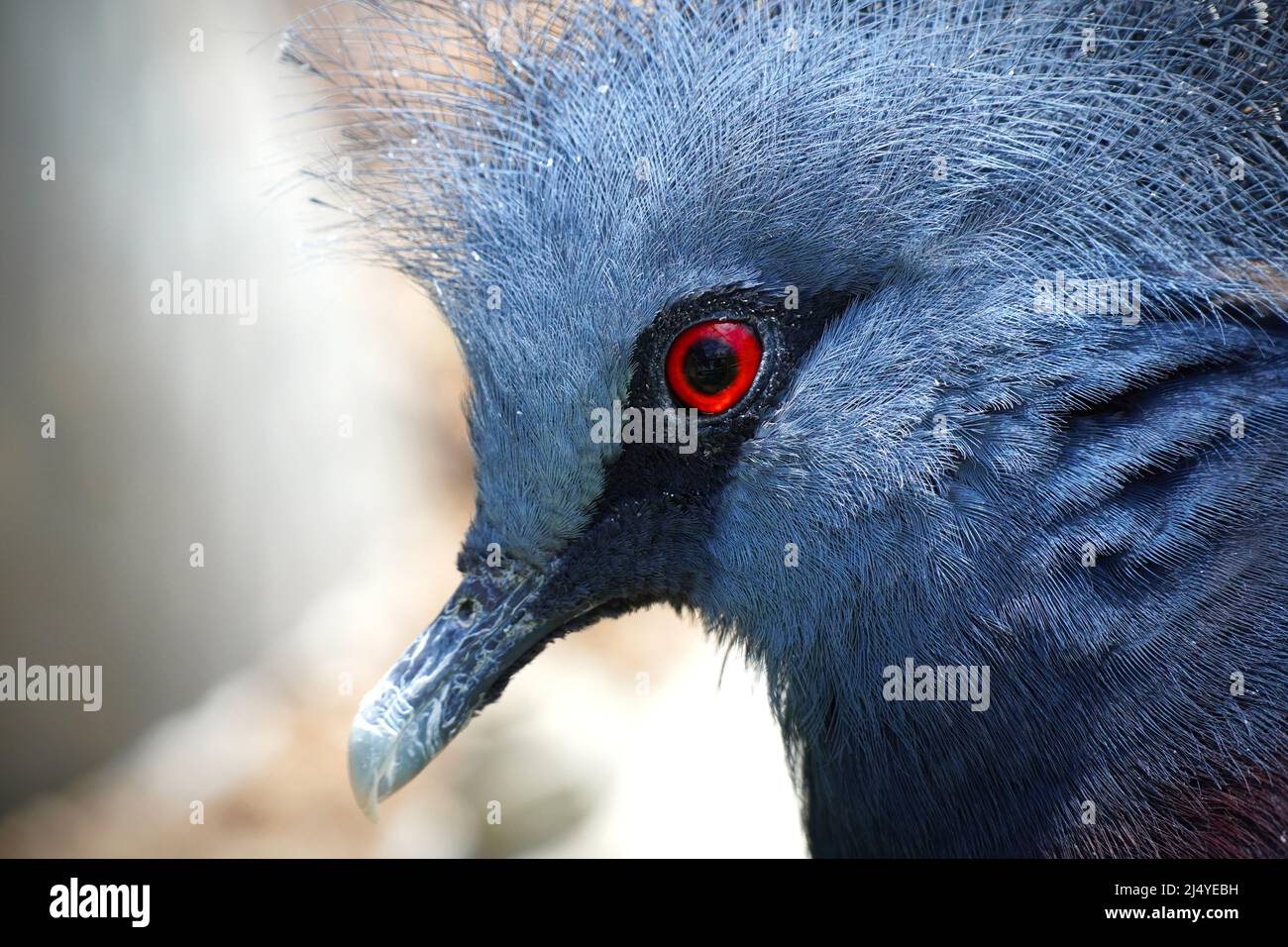 Primer plano del Ojo Rojo de una paloma coronada de Victoria (Goura victoria) Foto de stock