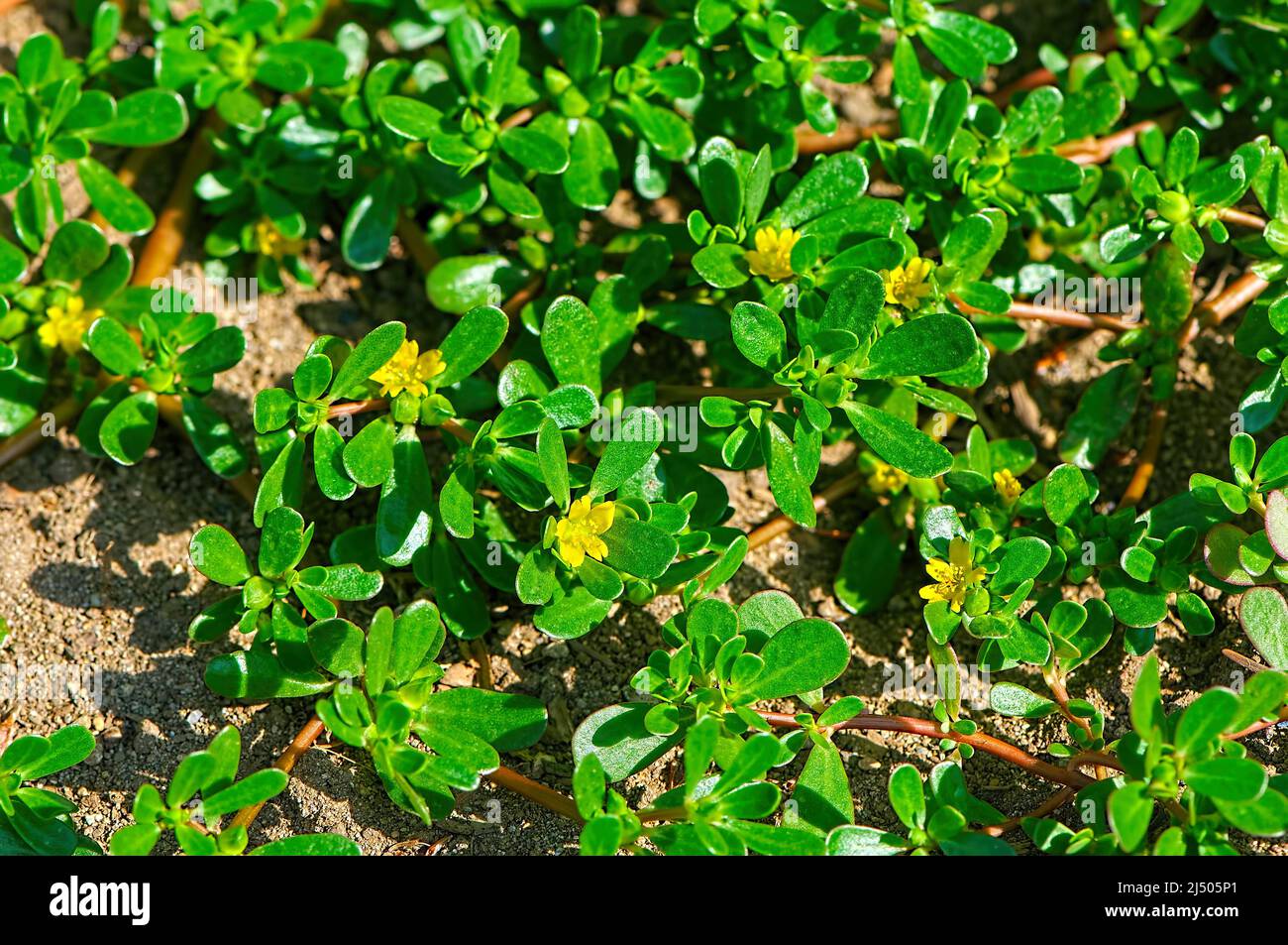 El Herb Purslane común (Portulaca oleracea) a menudo se considera una maleza. Foto de stock