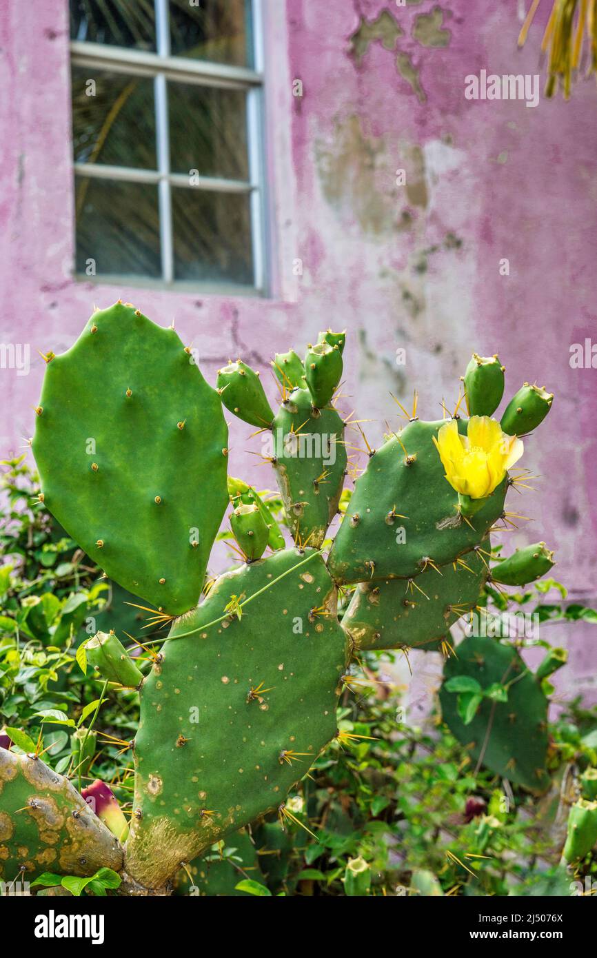 Los cactus florecientes crecen fuera de una oficina local desgastada en una calle trasera de Bimini en las Bahamas. Foto de stock